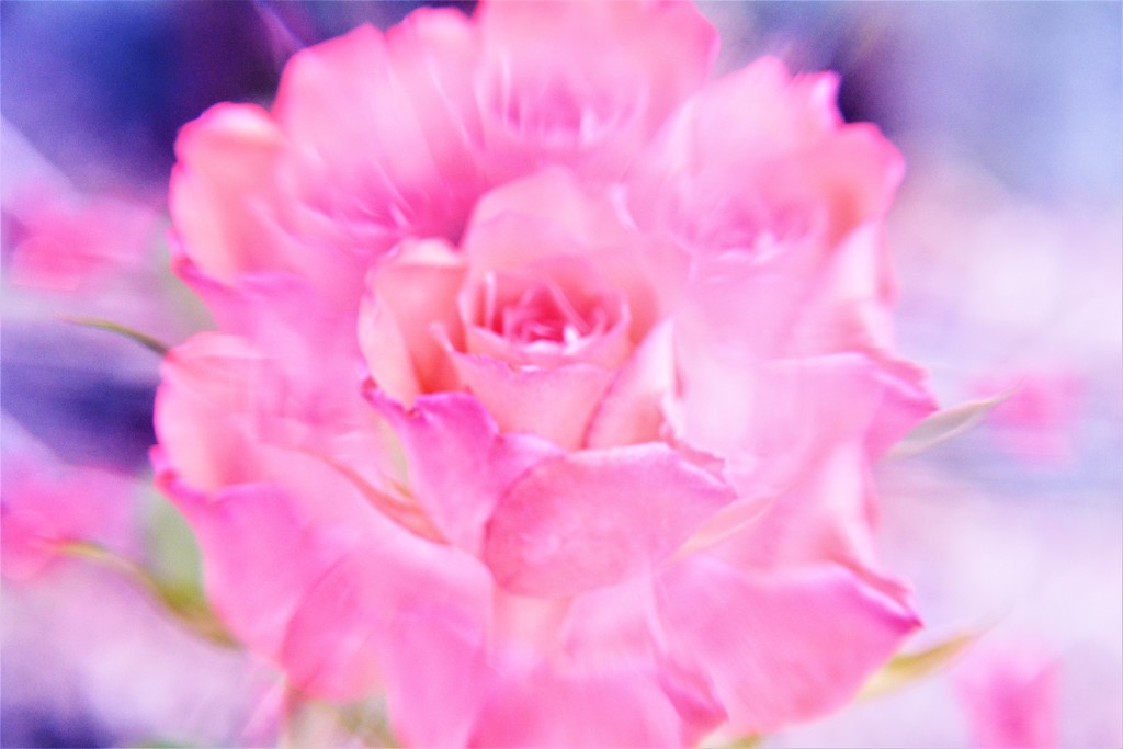 Rose pink.......... by ziggy77