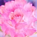 Rose pink.......... by ziggy77