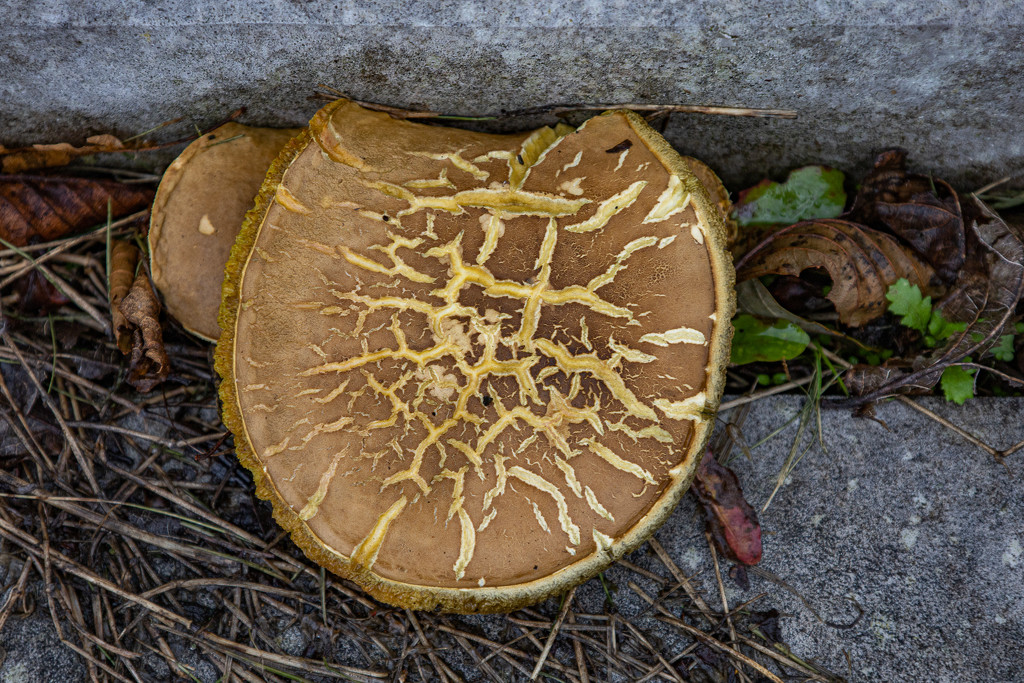 Fungus by judithmullineux