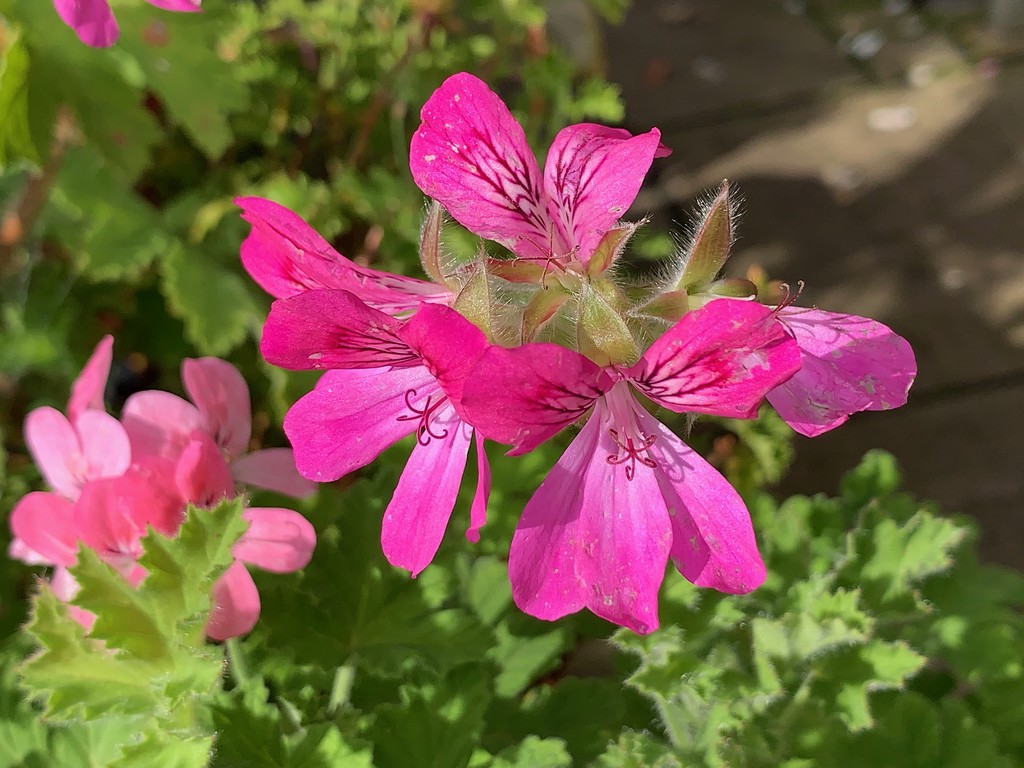 Pelargonium by 365projectmaxine