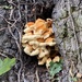 More fungi  by judithmullineux