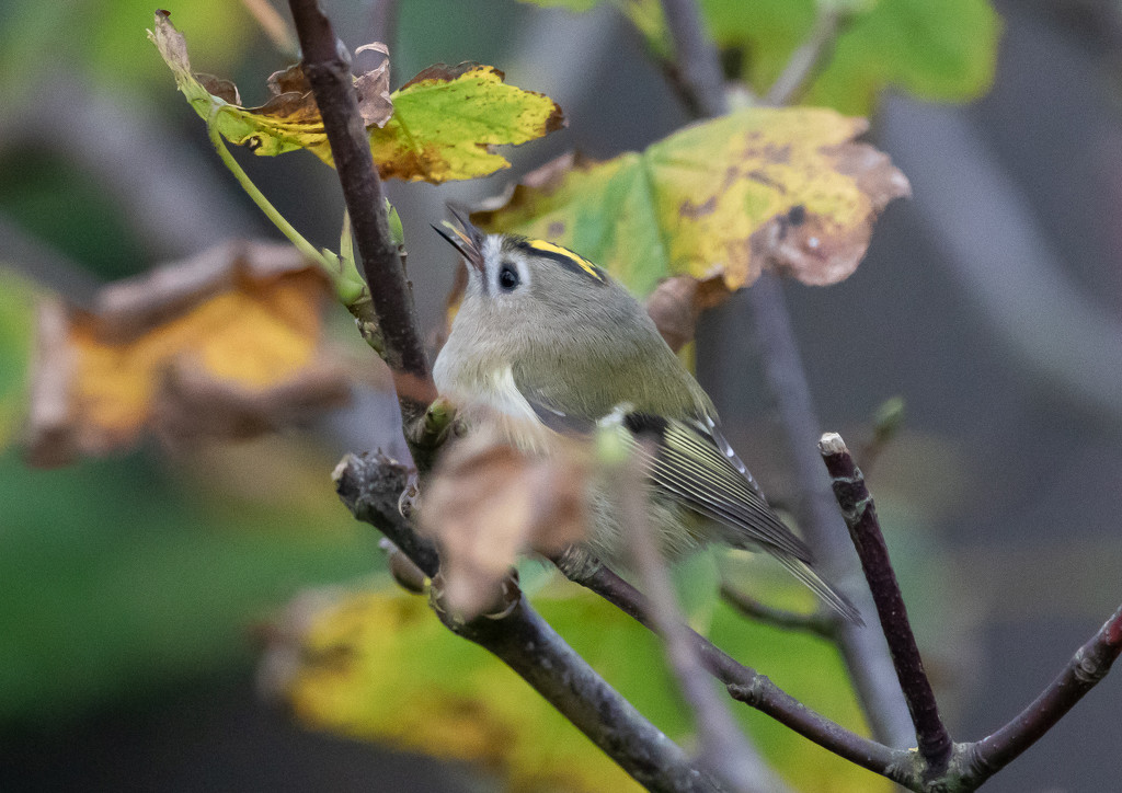 Goldcrest by lifeat60degrees