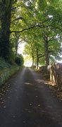 6th Oct 2020 - The Road to the Wood