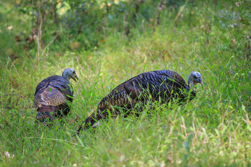 Turkeys by batfish