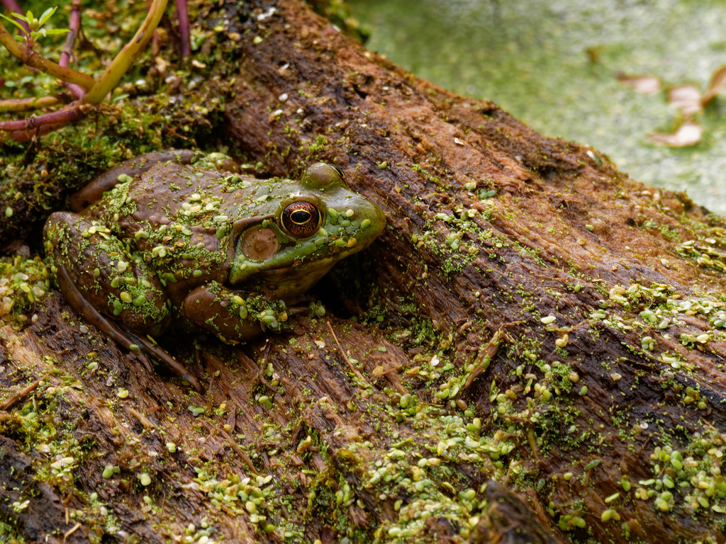 American bullfrog on a log by rminer