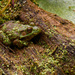 American bullfrog on a log by rminer