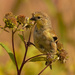 American goldfinch  by rminer