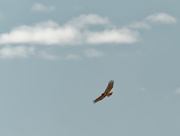 6th Oct 2020 - Red-tailed hawk under clouds