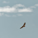 Red-tailed hawk under clouds by rminer