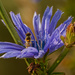 chicory and hoverfly by rminer