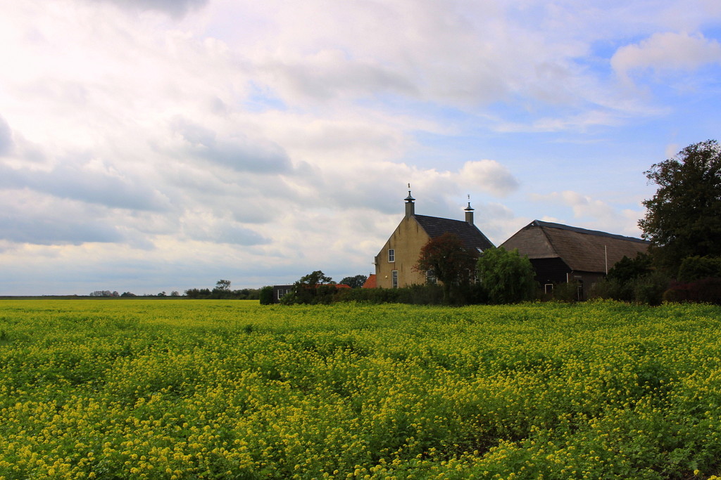 A farmhouse + barn and rapeseed field. by pyrrhula