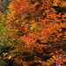 Fall colours  by radiogirl