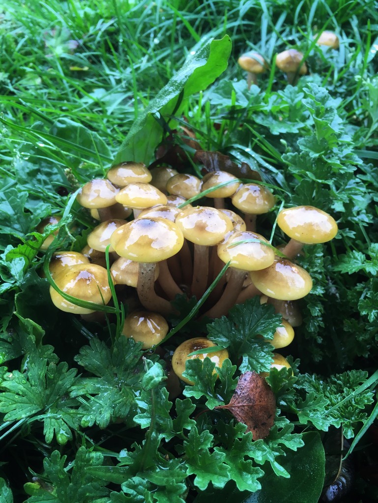 Wet shrooms by pattyblue