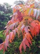 4th Oct 2020 - Changing Colours