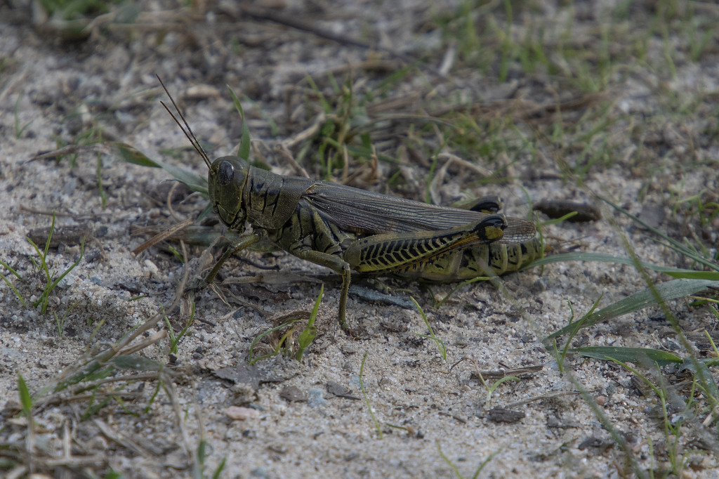 Jiminy Grasshopper by timerskine