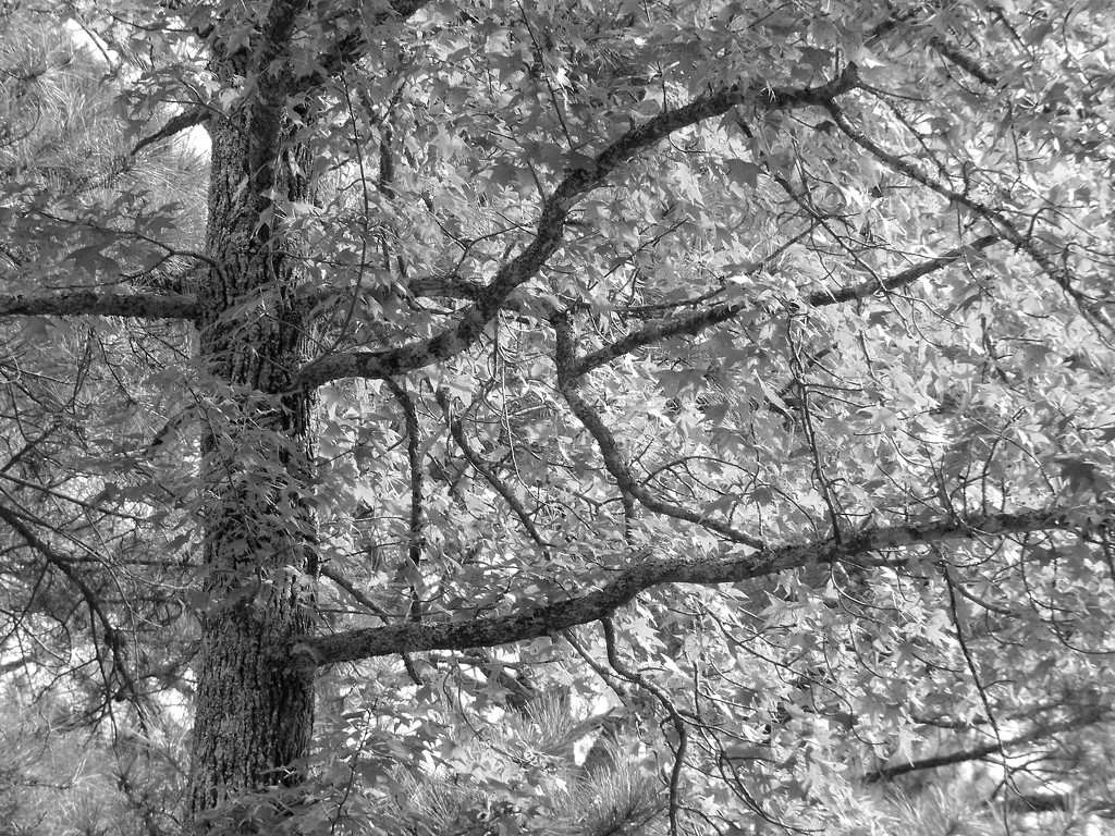 Branches... by marlboromaam