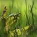 Resting Softly In The Grass by lynnz