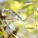 Goldfinch  by stephomy