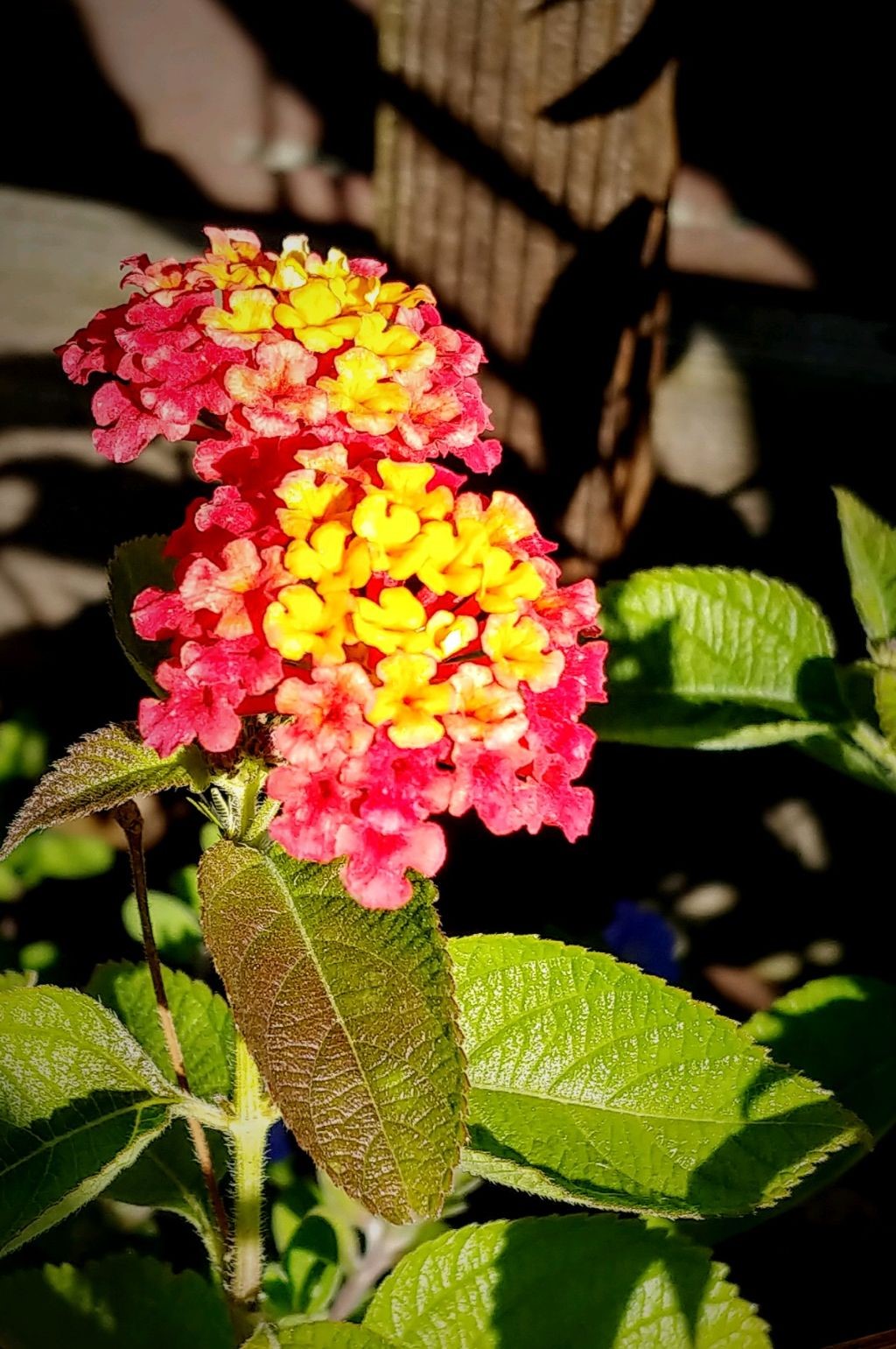 Enjoying The Sunshine By Jo 365 Project