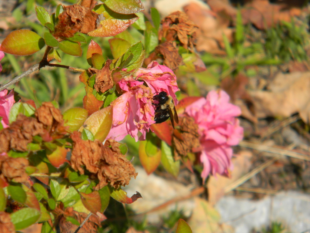 Bumblebee on Azalea by sfeldphotos
