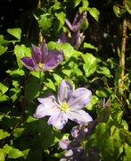 5th Oct 2020 - clematis