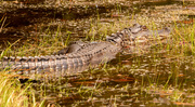 6th Oct 2020 - Found My Gator Again Today!