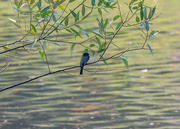 6th Oct 2020 - Black Phoebe resting by the lake