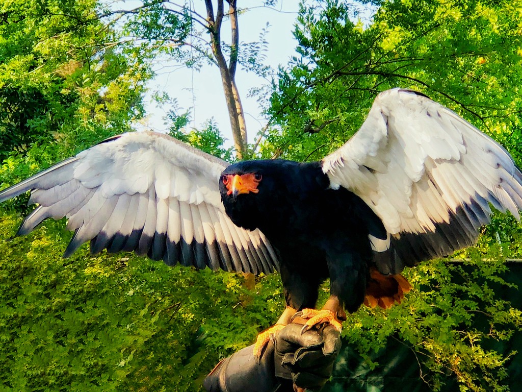 On Eagle Wings by gardenfolk