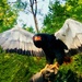 On Eagle Wings by gardenfolk