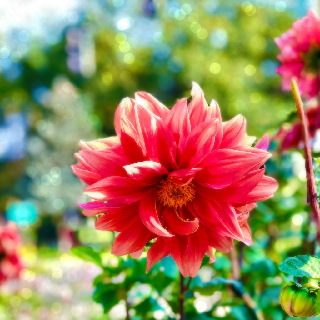 Beautiful Flower by gardenfolk