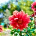 Beautiful Flower by gardenfolk