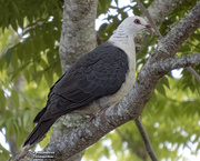 6th Oct 2020 - White headed pigeon