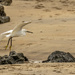 Egret on Hayle beach  by shepherdmanswife