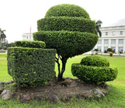 7th Oct 2020 - Topiary