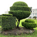 Topiary by lilh