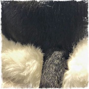 7th Oct 2020 - Furry tail