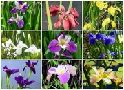 8th Oct 2020 - Such A Variety Of Iris Flowers Around The Ponds ~   