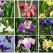 Such A Variety Of Iris Flowers Around The Ponds ~    by happysnaps