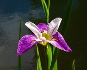 8th Oct 2020 -      Stunning Iris ~   