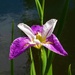      Stunning Iris ~    by happysnaps