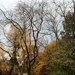 Autumn Trees by steelcityfox