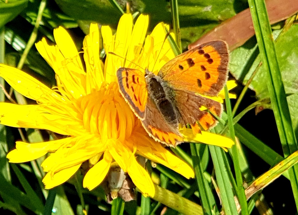Small Copper by julienne1