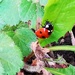 Ladybird  by plainjaneandnononsense