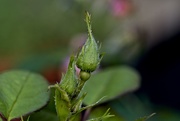 7th Oct 2020 - New Buds
