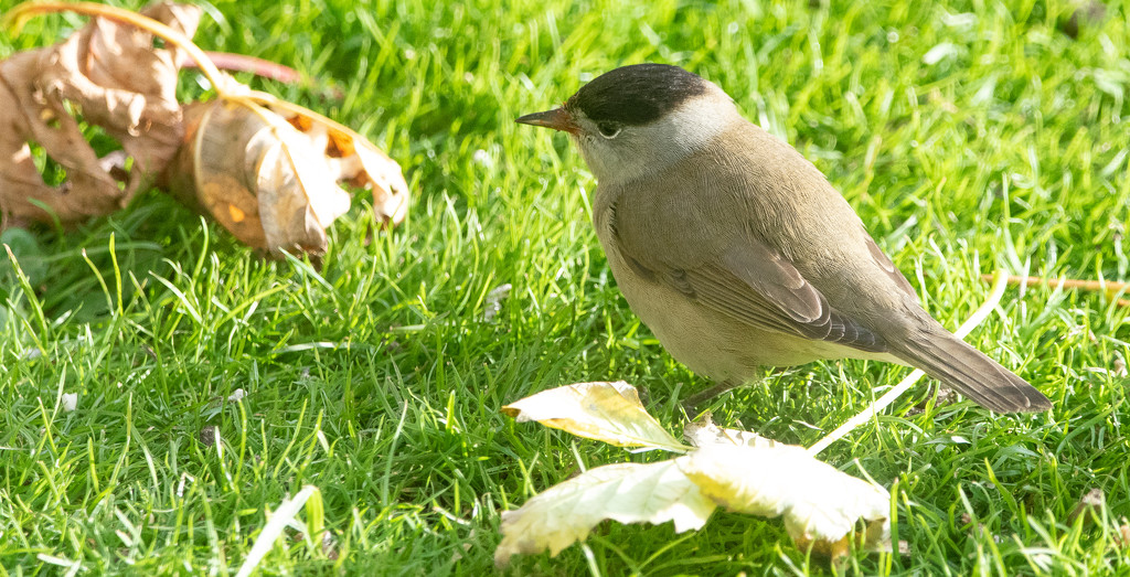 Male Blackcap by lifeat60degrees