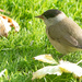 Male Blackcap by lifeat60degrees