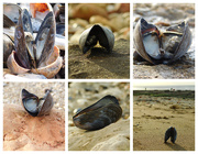 7th Oct 2020 - Mussel shell for Get Pushed