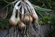 7th Oct 2020 - Drying the Onions