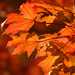 Fall Arrives in the Ozarks by milaniet