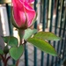 Rosebud  by salza